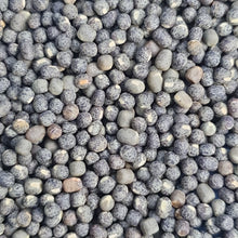 Load image into Gallery viewer, Grass Vetchling - 1.5g - Goren Farm Seeds