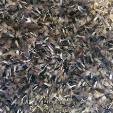 Load image into Gallery viewer, Greater Knapweed - 3g - Goren Farm Seeds