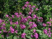 Load image into Gallery viewer, Honesty, 1g - Goren Farm Seeds