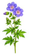 Load image into Gallery viewer, Meadow Cranesbill - 1g - Goren Farm Seeds
