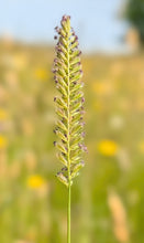 Load image into Gallery viewer, Crested dogs tail - 5g - Goren Farm Seeds