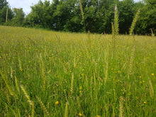 Load image into Gallery viewer, Crested dogs tail 20g - Goren Farm Seeds