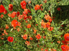 Load image into Gallery viewer, Cornfield annual mix - Goren Farm Seeds