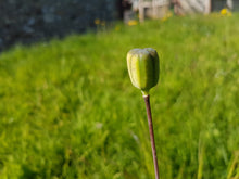 Load image into Gallery viewer, Snakes head fertilary. 1g - Goren Farm Seeds