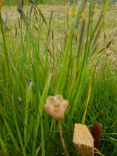 Load image into Gallery viewer, Snakes head fertilary. 1g - Goren Farm Seeds