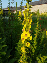 Load image into Gallery viewer, Dark Mullien, 1g - Goren Farm Seeds