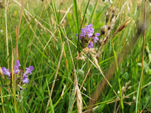 Load image into Gallery viewer, Self Heal - 4g - Goren Farm Seeds