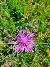 Load image into Gallery viewer, Common Knapweed - 6g - Goren Farm Seeds