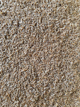 Load image into Gallery viewer, Crested dogs tail 20g - Goren Farm Seeds