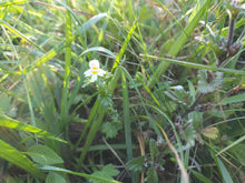 Load image into Gallery viewer, Eyebright -1g - Goren Farm Seeds