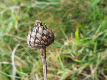 Load image into Gallery viewer, Greater Knapweed - 5g - Goren Farm Seeds