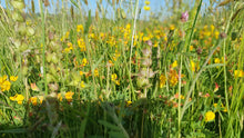 Load image into Gallery viewer, Yellow Rattle mix