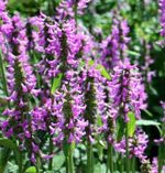 Load image into Gallery viewer, Betony - 4g - Goren Farm Seeds