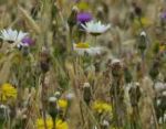 Load image into Gallery viewer, Premium wildflower and grass mix - Goren Farm Seeds