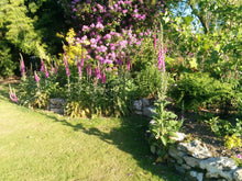 Load image into Gallery viewer, Cream Teas - Goren Farm Seeds