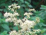 Load image into Gallery viewer, Meadowsweet - 2g - Goren Farm Seeds