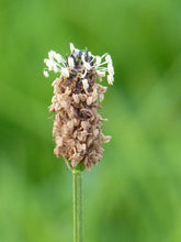Load image into Gallery viewer, Ribwort Plantain Lanceolata - Goren Farm Seeds