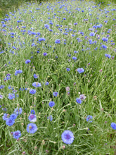 Load image into Gallery viewer, Cornfield annual mix - Goren Farm Seeds