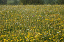 Load image into Gallery viewer, Premium Plus(+) Wildflower ONLY, no grasses. - Goren Farm Seeds