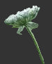 Load image into Gallery viewer, Wild Carrot - 8g - Goren Farm Seeds
