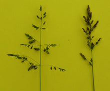 Load image into Gallery viewer, Smooth Meadow Grass - Goren Farm Seeds