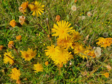 Load image into Gallery viewer, Hawkweed - 0.5g - Goren Farm Seeds