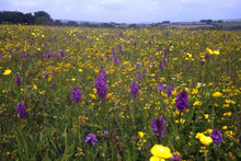 Load image into Gallery viewer, Premium Plus(+) Wildflower ONLY, no grasses. - Goren Farm Seeds