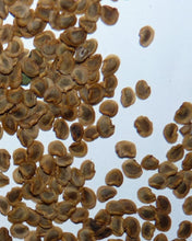 Load image into Gallery viewer, Yellow Rattle seed