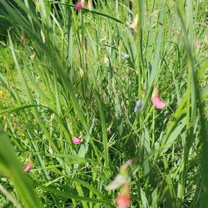 Grass Vetchling - 1.5g - Goren Farm Seeds