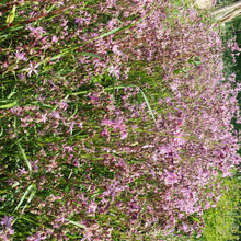 Load image into Gallery viewer, Ragged Robin 2g - Goren Farm Seeds
