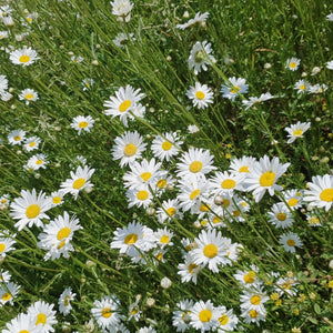 Oxeye Daisy - 6g - Goren Farm Seeds