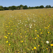 Load image into Gallery viewer, Oxeye Daisy - 6g - Goren Farm Seeds
