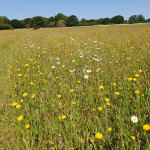 Oxeye Daisy - 6g - Goren Farm Seeds