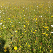 Load image into Gallery viewer, Oxeye Daisy - 6g - Goren Farm Seeds
