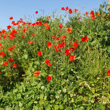 Load image into Gallery viewer, Corn Poppy - 4g - Goren Farm Seeds
