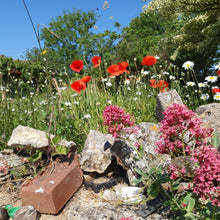 Load image into Gallery viewer, Corn Poppy - 4g - Goren Farm Seeds
