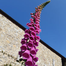 Load image into Gallery viewer, Foxglove -  2g - Goren Farm Seeds
