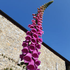 Foxglove -  2g - Goren Farm Seeds