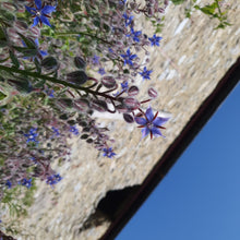 Load image into Gallery viewer, Borage, 1g - Goren Farm Seeds
