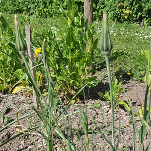 Goats beard (yellow) - 3g - Goren Farm Seeds