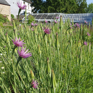 Common Goats Beard (salsify) purple - 2g - Goren Farm Seeds