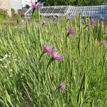 Load image into Gallery viewer, Common Goats Beard (salsify) purple - 2g - Goren Farm Seeds
