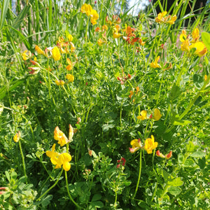 Birdsfoot Trefoil  - 2.5g - Goren Farm Seeds