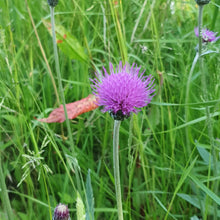 Load image into Gallery viewer, Marsh thistle - Goren Farm Seeds
