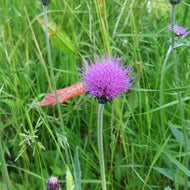 Marsh thistle - Goren Farm Seeds