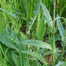 Load image into Gallery viewer, Marsh thistle - Goren Farm Seeds
