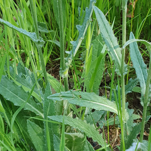 Marsh thistle - Goren Farm Seeds