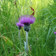 Load image into Gallery viewer, Marsh thistle - Goren Farm Seeds
