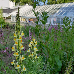 Common Toadflax, 1g - Goren Farm Seeds