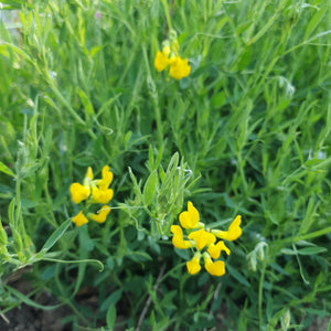 Meadow Vetchling - 4g - Goren Farm Seeds